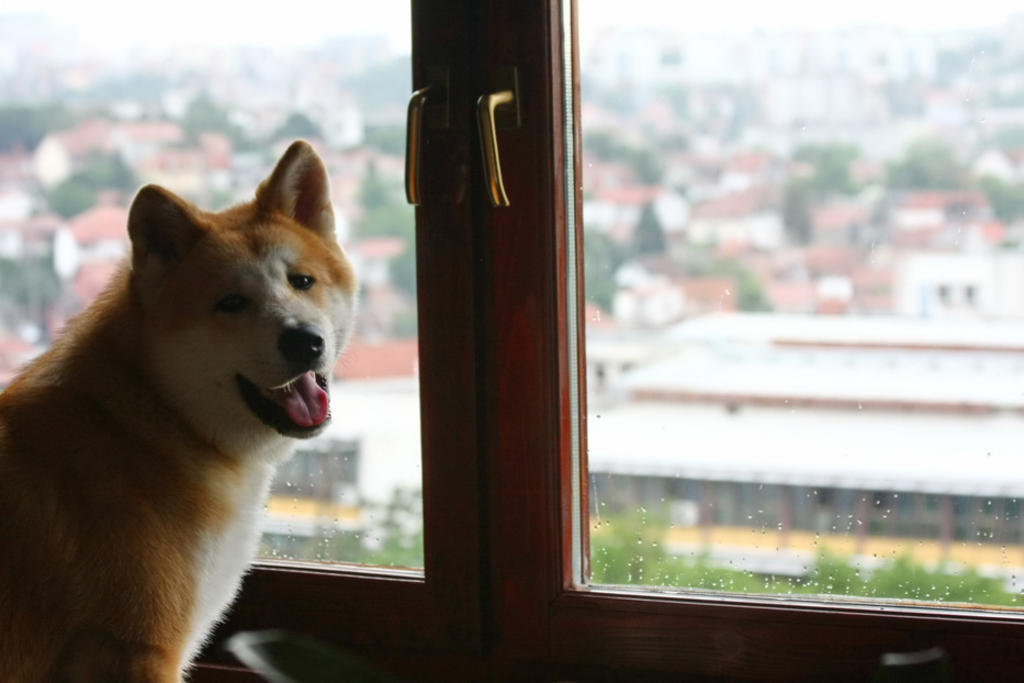 Akita inu, el perro japonés de la suerte. Noticias en tiempo real