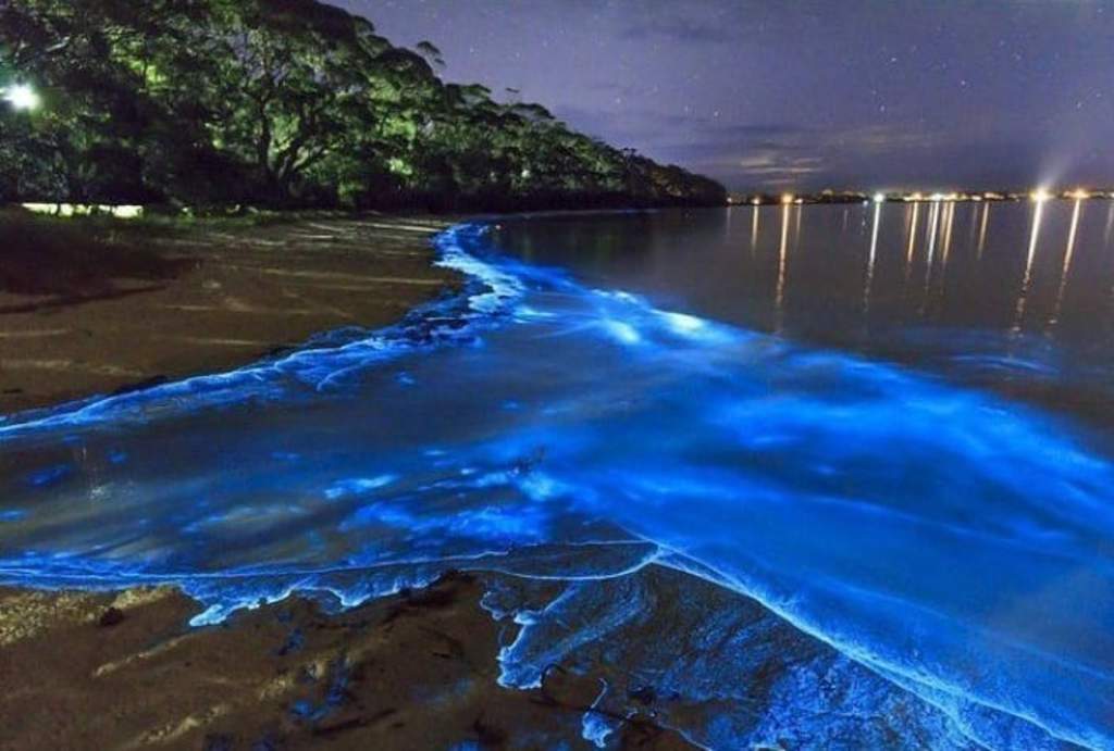 Fechas para disfrutar de la bioluminiscencia en playas mexicanas. Noticias en tiempo real