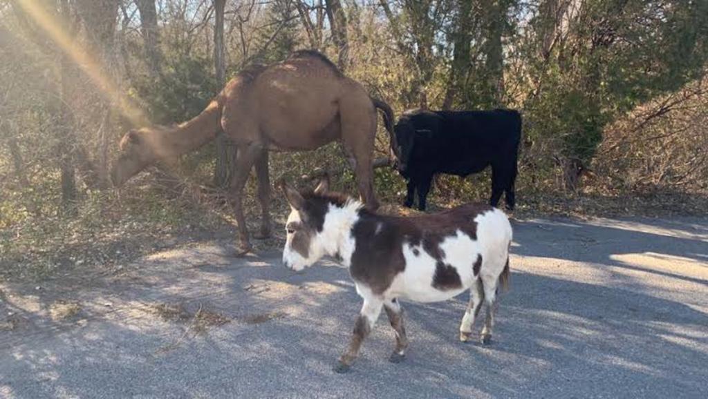 Hallan camello, vaca y burro juntos en camino de Kansas. Noticias en tiempo real