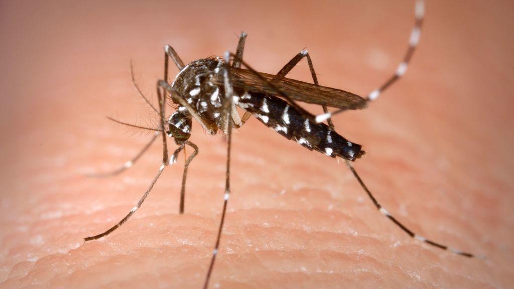 Suman 48 casos de dengue en Laguna de Durango. Noticias en tiempo real