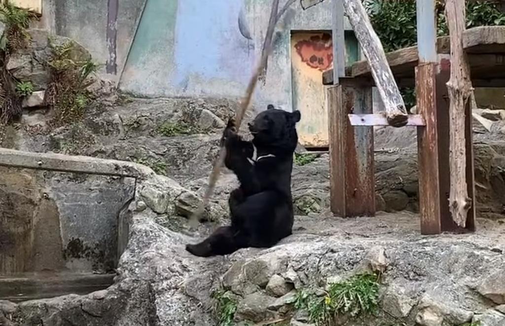 VIDEO: Oso sorprende con sus habilidades de kung fu en un zoológico japones. Noticias en tiempo real