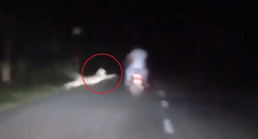 VIDEO: Motociclistas son atacados por un leopardo. Noticias en tiempo real
