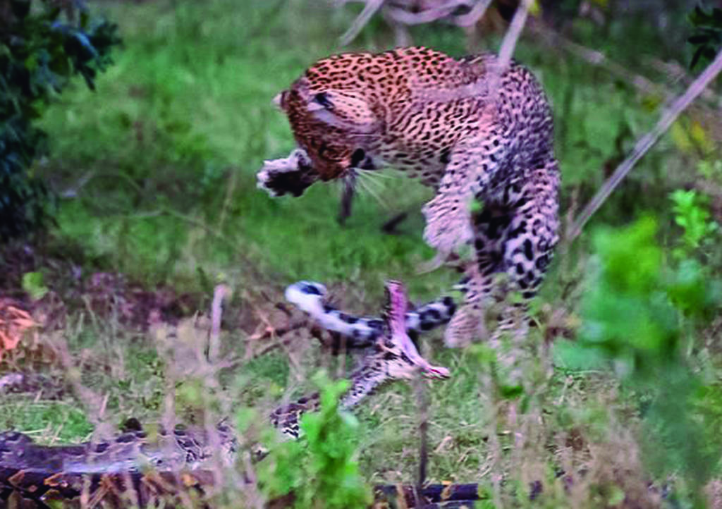 Video: Leopardo aplasta cabeza de pitón tras intentar atacarlo. Noticias en tiempo real