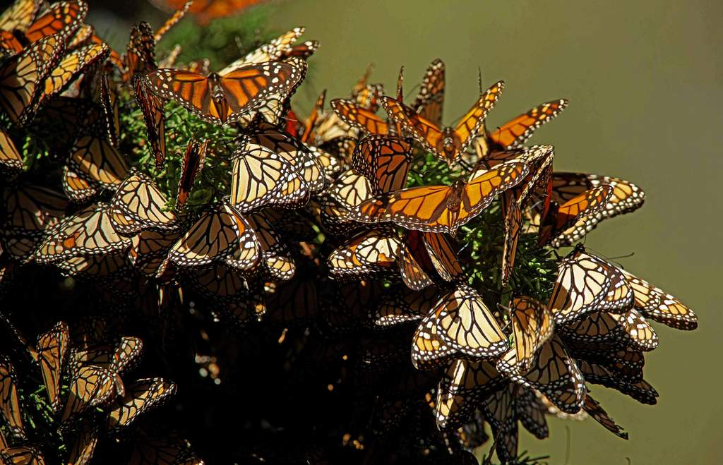 Santuarios de la mariposa Monarca que puedes visitar esta temporada en México, El Siglo de Torreón
