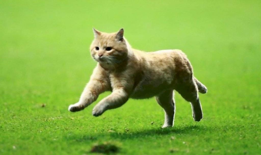 Choricito, el gatito que quiere fichar el Bayern Munich. Noticias en tiempo real