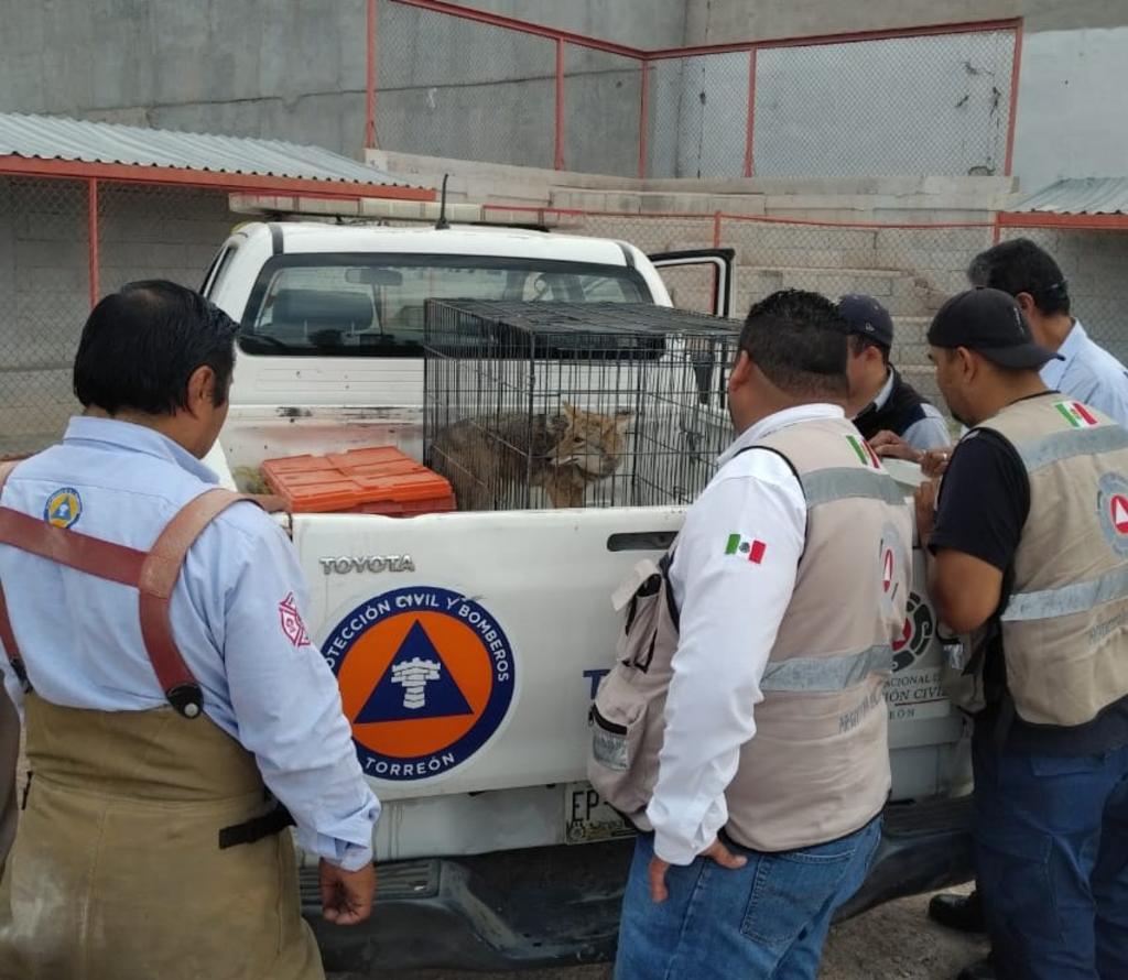 Rescatan coyote al interior de la Deportiva de Torreón. Noticias en tiempo real