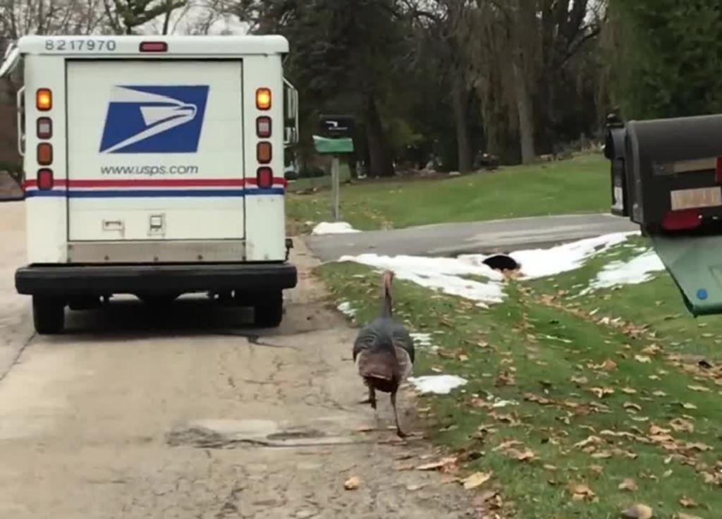 Pavo persiguiendo a un cartero se hace viral. Noticias en tiempo real