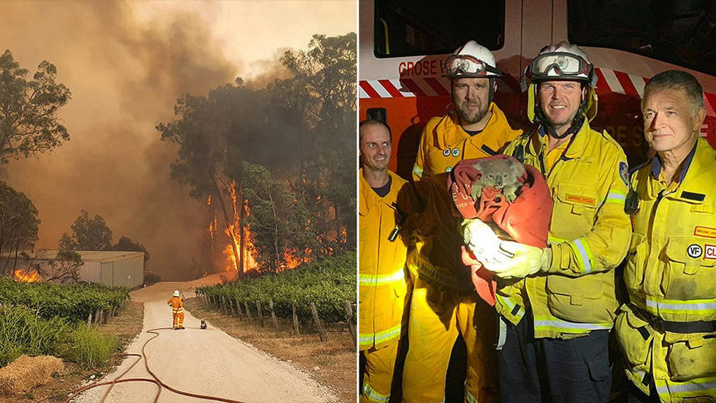 Bomberos rescatan a koalas de los incendios en Australia ...
