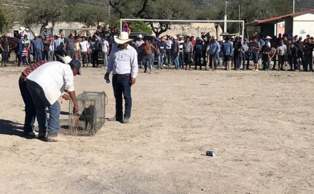 Concursan para atrapar un jabalí en fiesta de XV años en Tamaulipas. Noticias en tiempo real