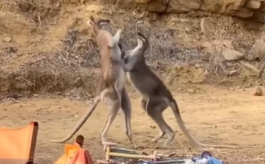 La pelea de canguros que se volvió viral en la red con miles de reproducciones. Noticias en tiempo real
