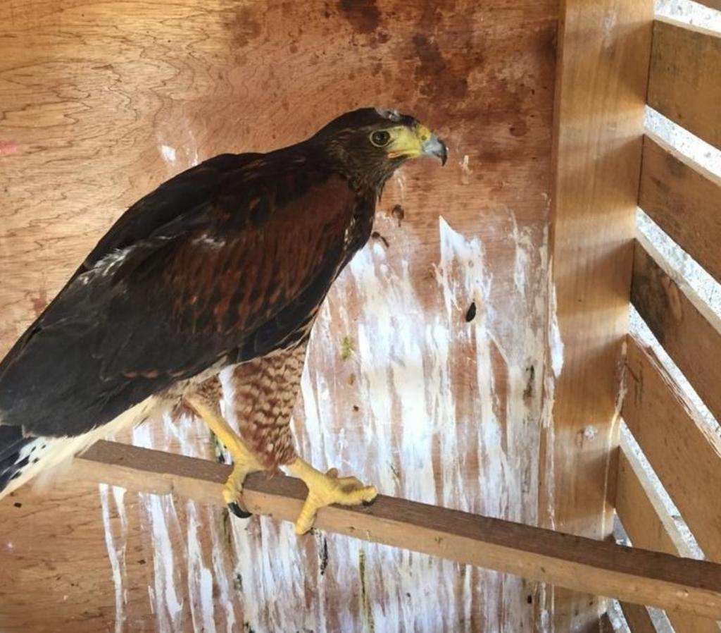 Rescatan águila de cola roja en Gómez y la liberan en Cañón de Fernández. Noticias en tiempo real