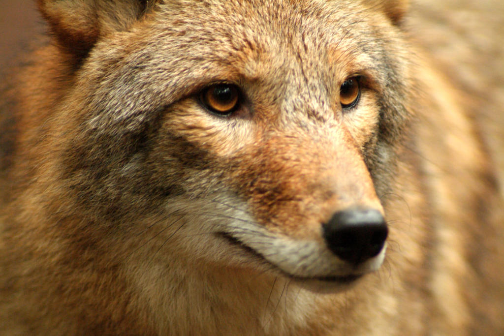 Resultado de imagen para gato se enfrenta a coyotes