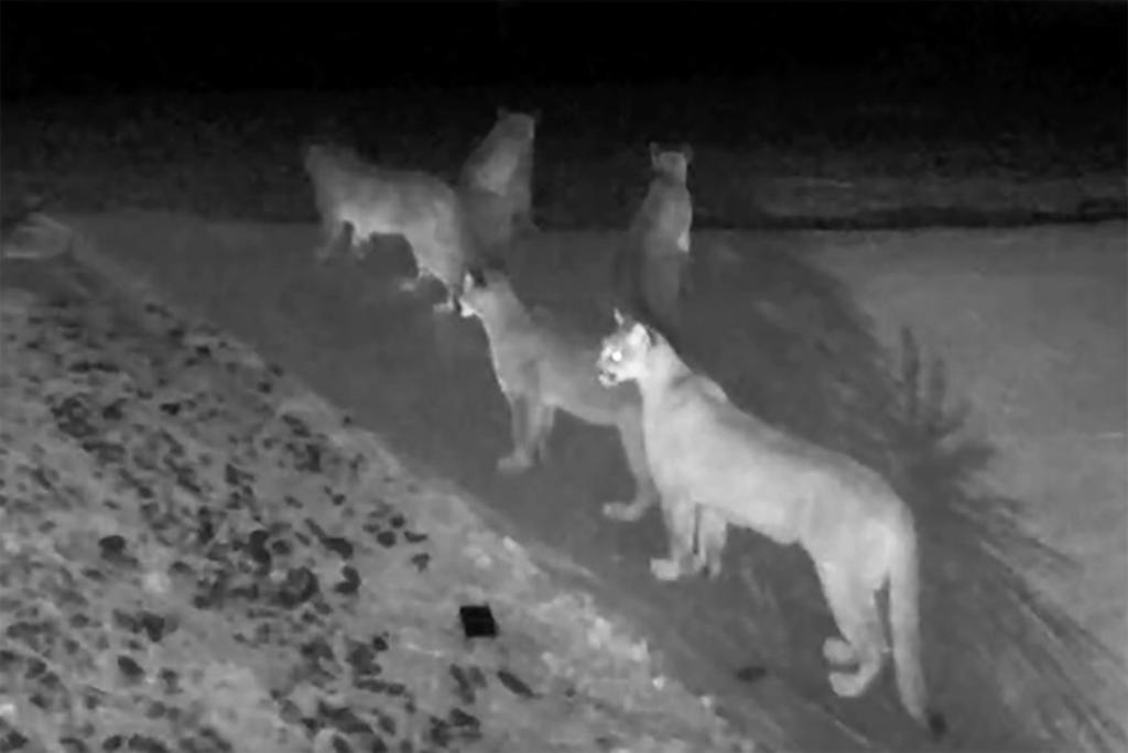 Cámara de seguridad capta a cinco pumas juntos en California. Noticias en tiempo real