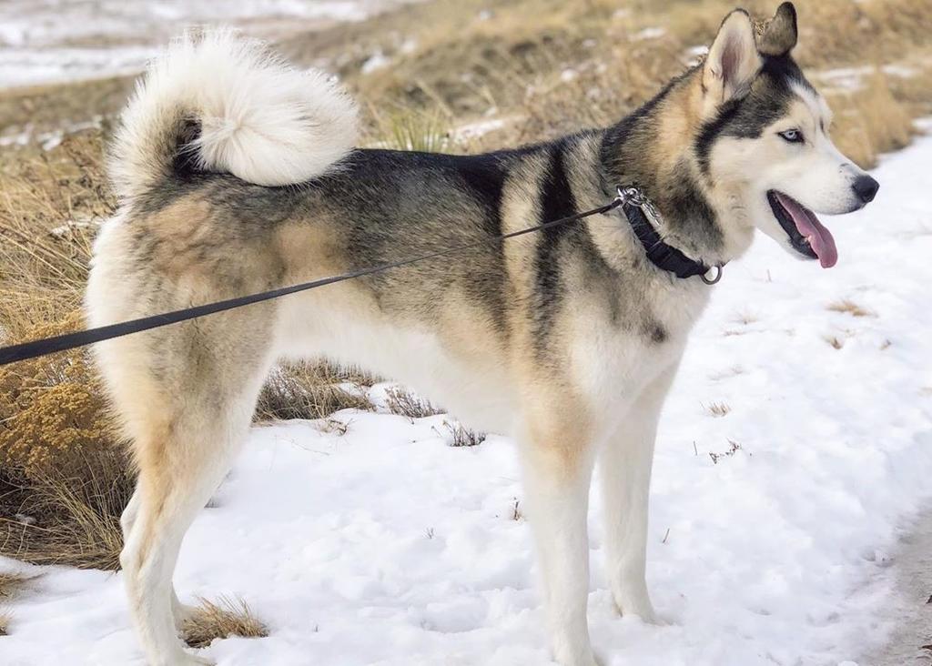 Diferencias Entre El Husky Siberiano Y Alaskan Malamute El Siglo De Torreon Diferencias Entre El Husky Siberiano Y Alaskan Malamute El Siglo De Torreon