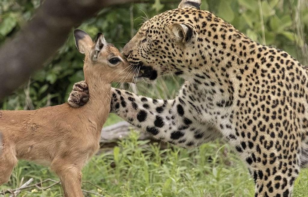 VIRAL: Amistad entre bebé impala y leoparda termina mal. Noticias en tiempo real