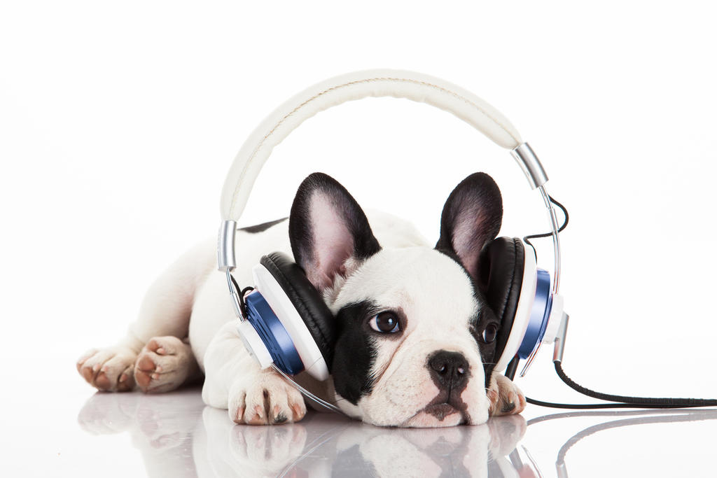 Spotify lanza playlist para tu mascota. Noticias en tiempo real