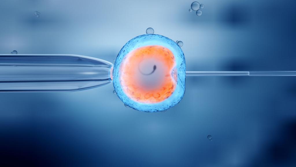Espermatozoides y óvulos artificiales, a punto de ser realidad. Noticias en tiempo real