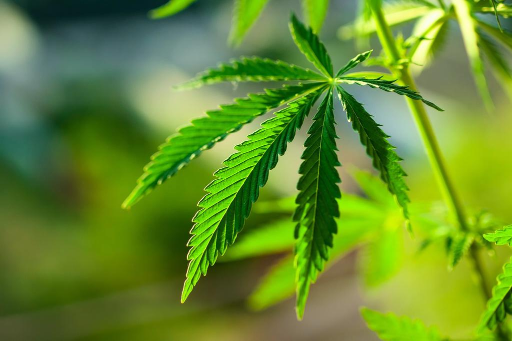 Regulación de la cannabis no traerá paz, asegura senadora del PRI. Noticias en tiempo real