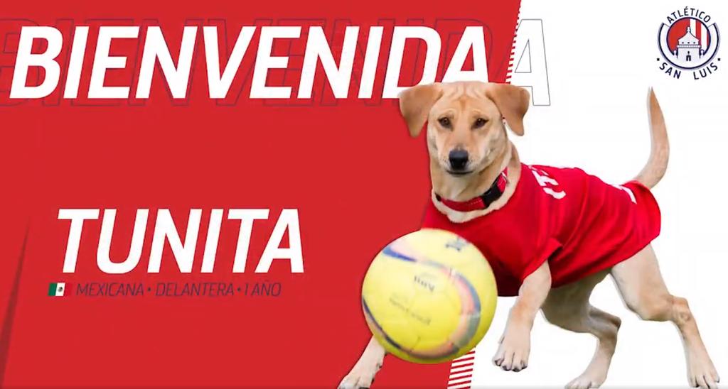 Atlético de San Luis presenta a Tunita como su nuevo refuerzo. Noticias en tiempo real