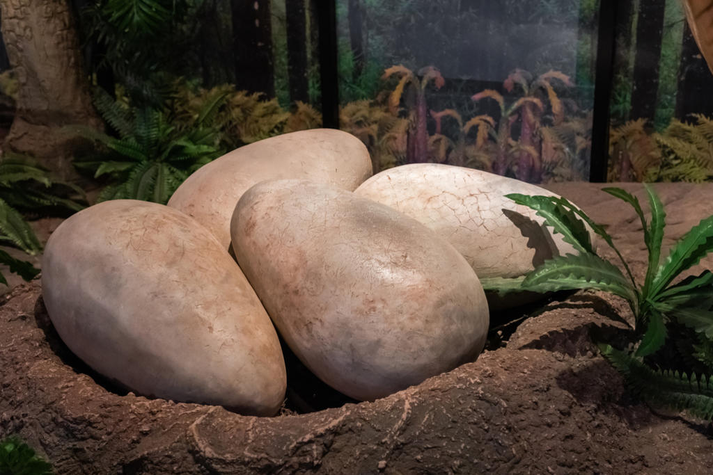 huevos de dinosaurios fosilizados venta
