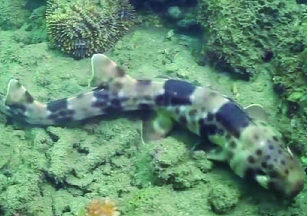 VIRAL: Descubren nueva especie de tiburones que puede caminar bajo en agua. Noticias en tiempo real
