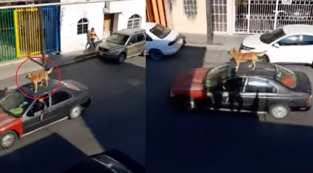 VIDEO: Captan a un perro paseando encima de un carro. Noticias en tiempo real