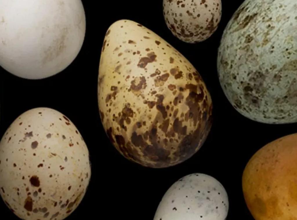 comprar huevos de dinosaurio