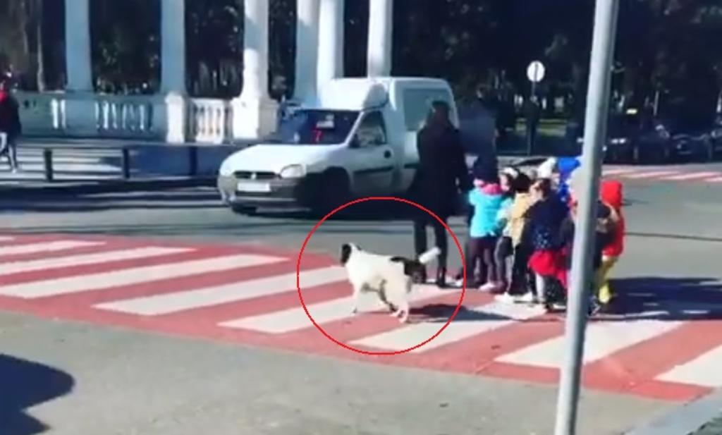 VIDEO: Perrito ayuda a grupo de niños a cruzar la calle. Noticias en tiempo real