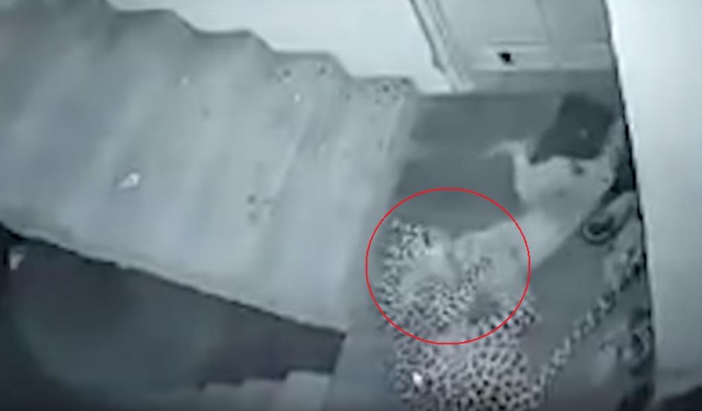 VIDEO: Leopardo ataca a un perro al irrumpir en una casa. Noticias en tiempo real