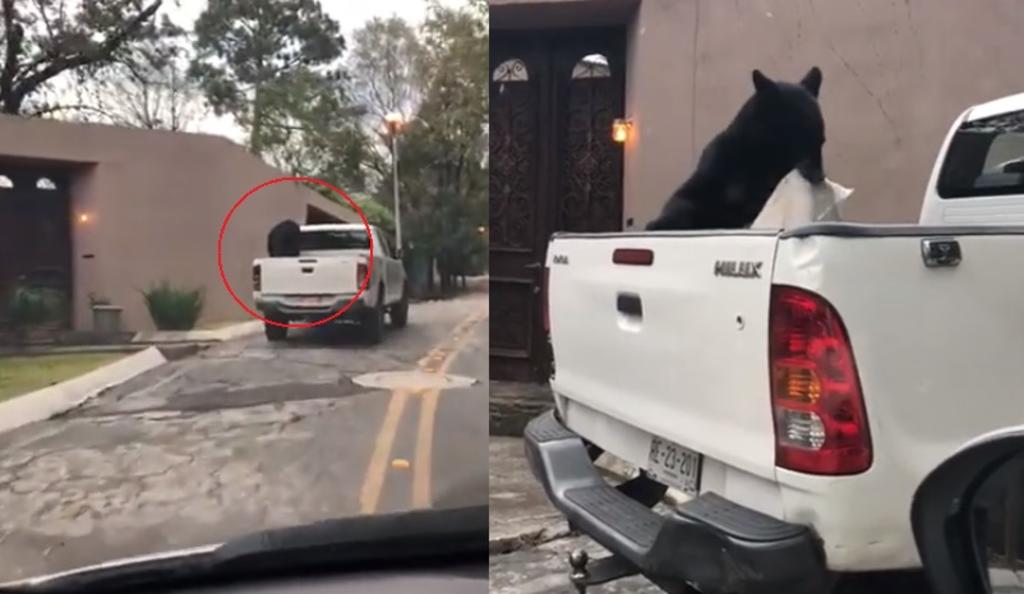 VIDEO: Captan a oso husmeando en una camioneta en Nuevo León. Noticias en tiempo real