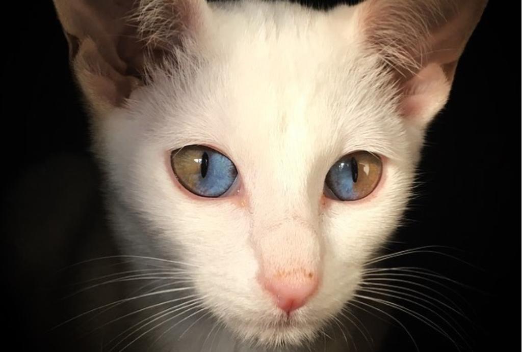 Olivia, la tierna gatita de ojos bicolor que conquista en la red. Noticias en tiempo real