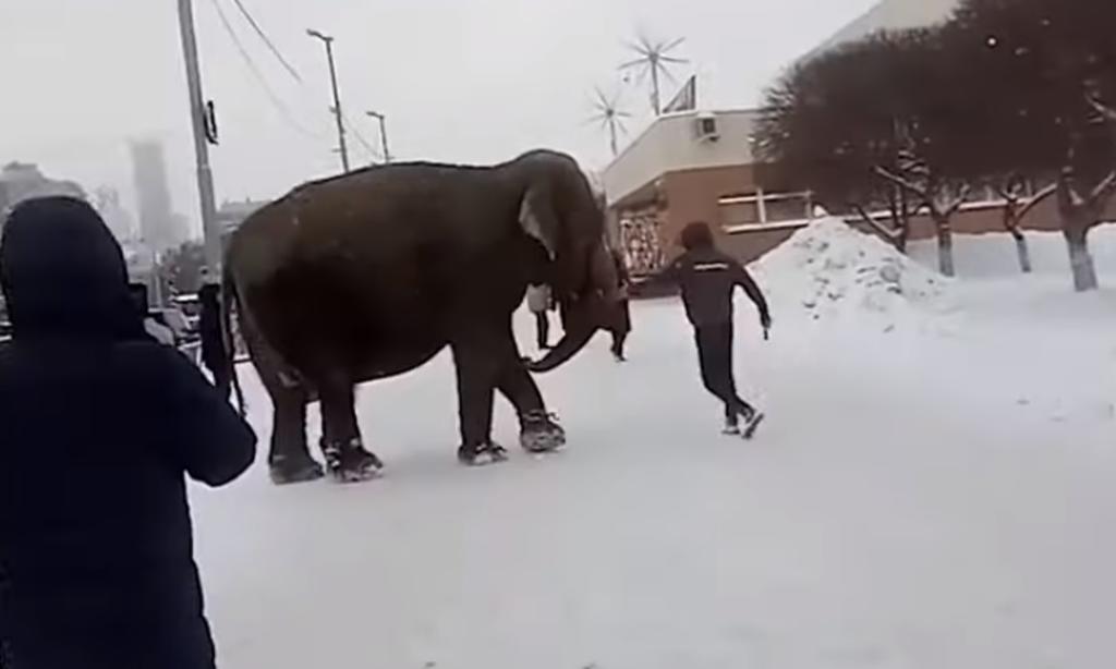 Elefantes escapan de circo y pasean por la ciudad en Rusia. Noticias en tiempo real
