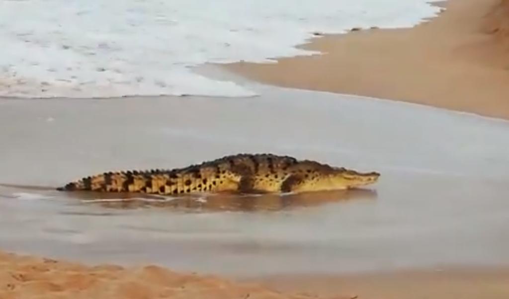 VIDEO: Encuentran un cocodrilo de tres metros en playas de Mazatlán. Noticias en tiempo real
