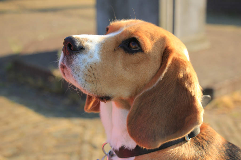 El perro Beagle y su gran capacidad de caza. Noticias en tiempo real