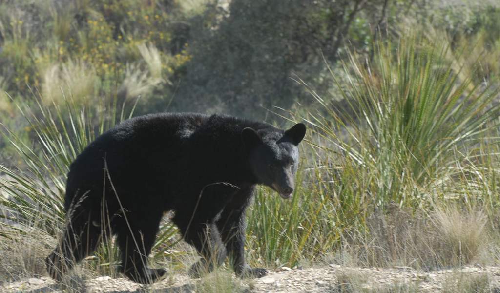 Coahuila, mayor santuario del oso negro en México. Noticias en tiempo real