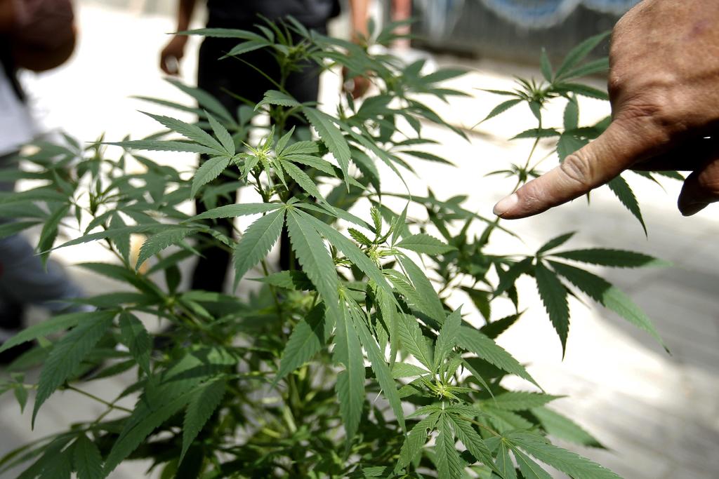 Crece negocio de marihuana medicinal en Colombia. Noticias en tiempo real