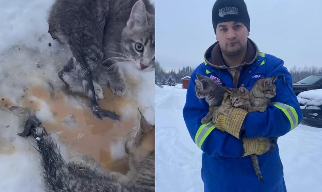VIRAL: Hombre salva a tres gatitos congelados con una taza de café. Noticias en tiempo real
