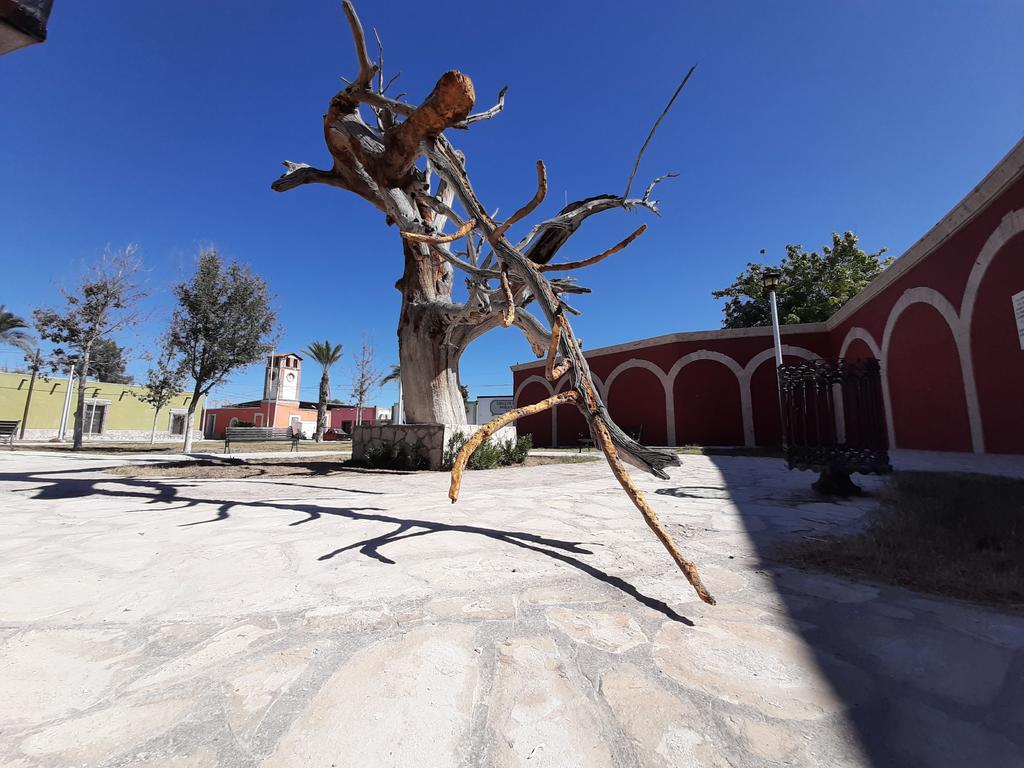 Descuidan importante árbol histórico en Viesca. Noticias en tiempo real