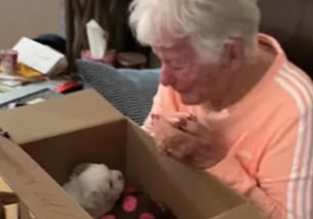 La conmovedora reacción de una abuelita al recibir un cachorro. Noticias en tiempo real