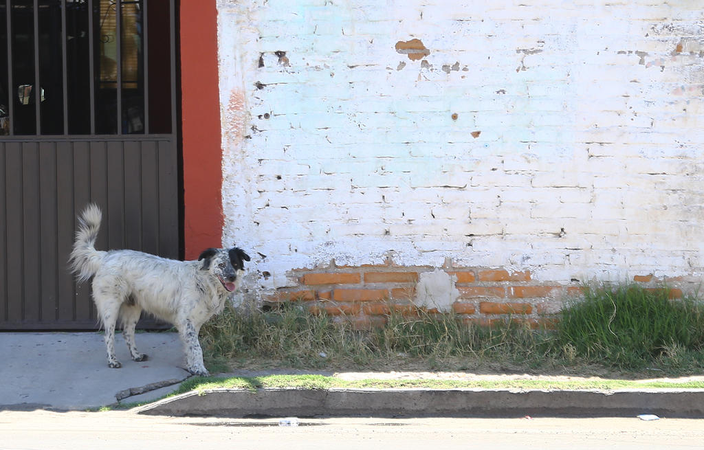 Matan a 57 perros en Puebla; presuntamente fueron envenenados. Noticias en tiempo real