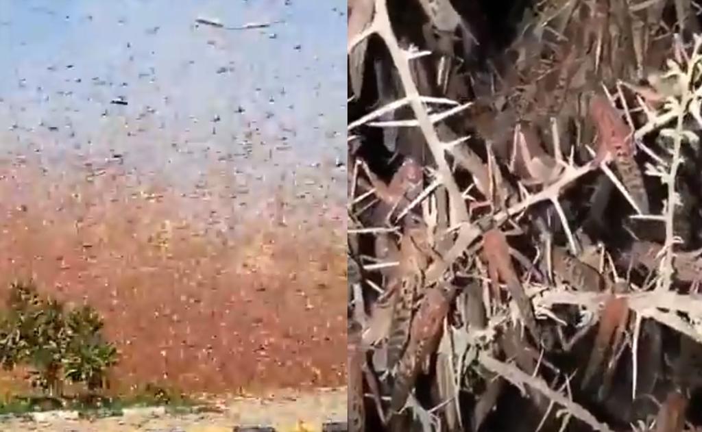 VIDEO: Arabia Saudita y Yemen se ven cubiertos de una plaga de langostas. Noticias en tiempo real