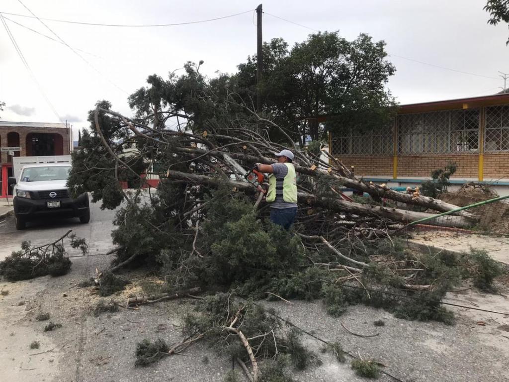 Fuertes vientos tumban seis árboles en Saltillo. Noticias en tiempo real