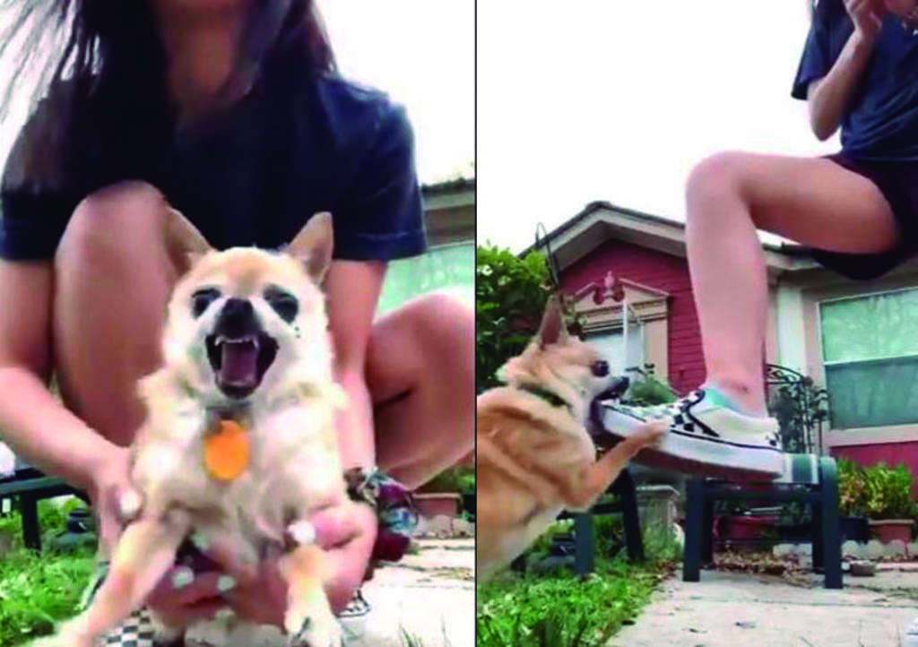 VIDEO: Se hace viral por dar en adopción a perrito cariñoso y obediente. Noticias en tiempo real