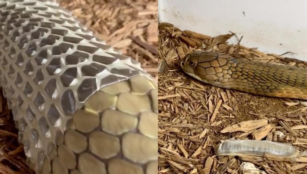 VIRAL: El sorprendente momento en el que una serpiente cambia de piel. Noticias en tiempo real