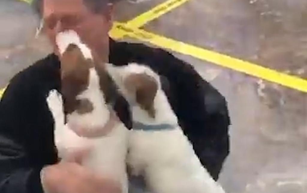 VIRAL: La emotiva reacción de un par de perros al recibir a su dueño en el aeropuerto. Noticias en tiempo real