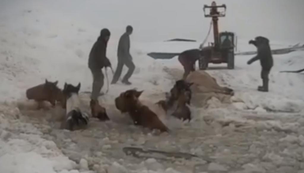 VIDEO: Granjeros rescatan a caballos de un lago congelado. Noticias en tiempo real
