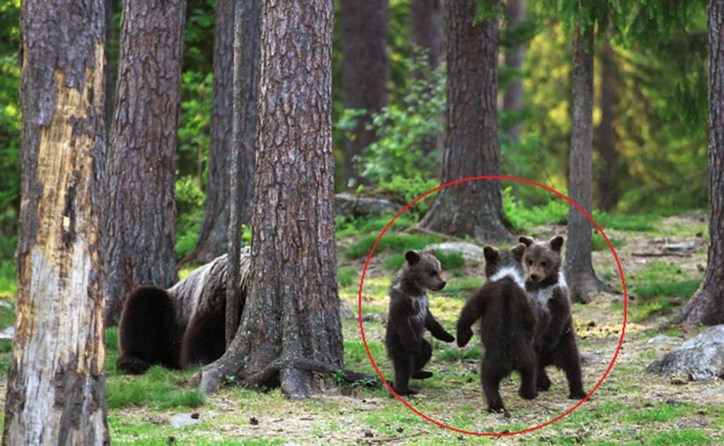 VIRAL: Captan a osos bebés bailando en un bosque. Noticias en tiempo real