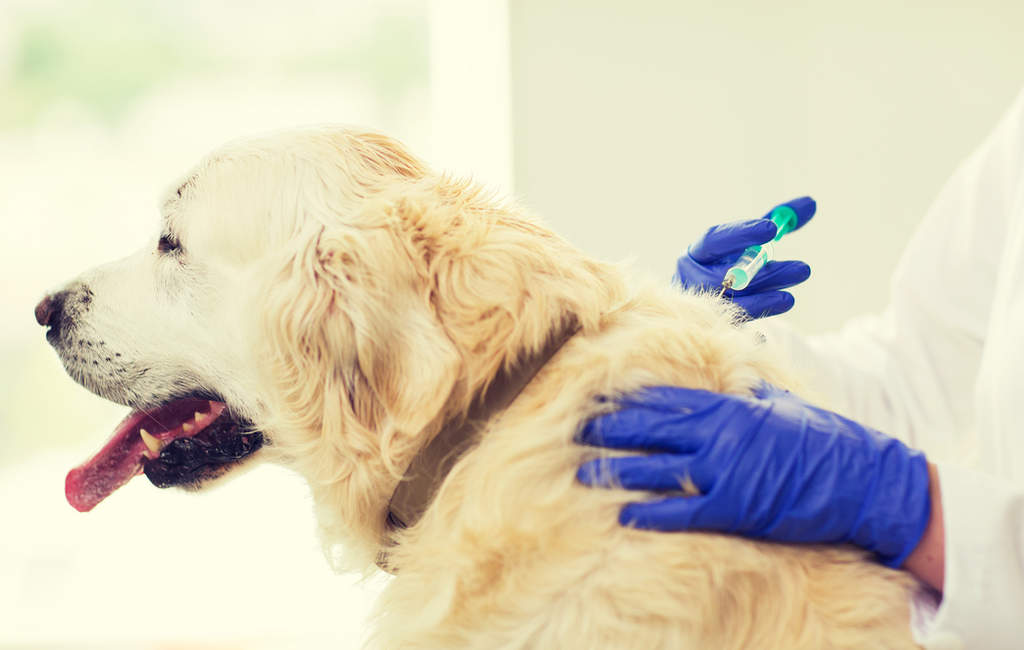 ¿Para qué sirven los microchips para perros?. Noticias en tiempo real