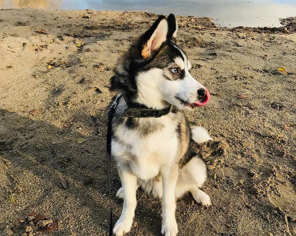 Perros Pomsky Los Husky Miniatura El Siglo De Torreon
