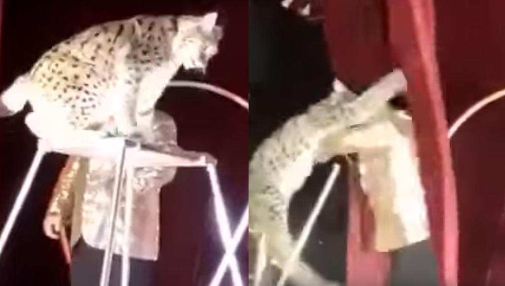 VIDEO: Lince ataca a su domador en plena función de circo. Noticias en tiempo real